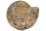 Jurassic Ammonite (Parkinsonia) Fossil - England #216647-1